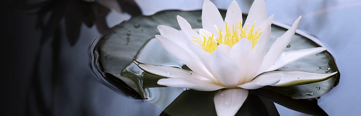 White Lily, Nymphaea ampla