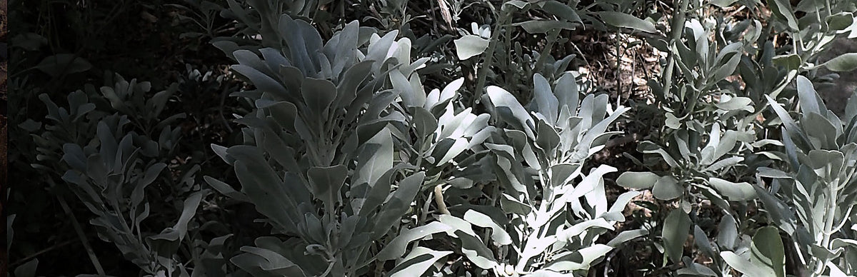 White Sage, Salvia apiana