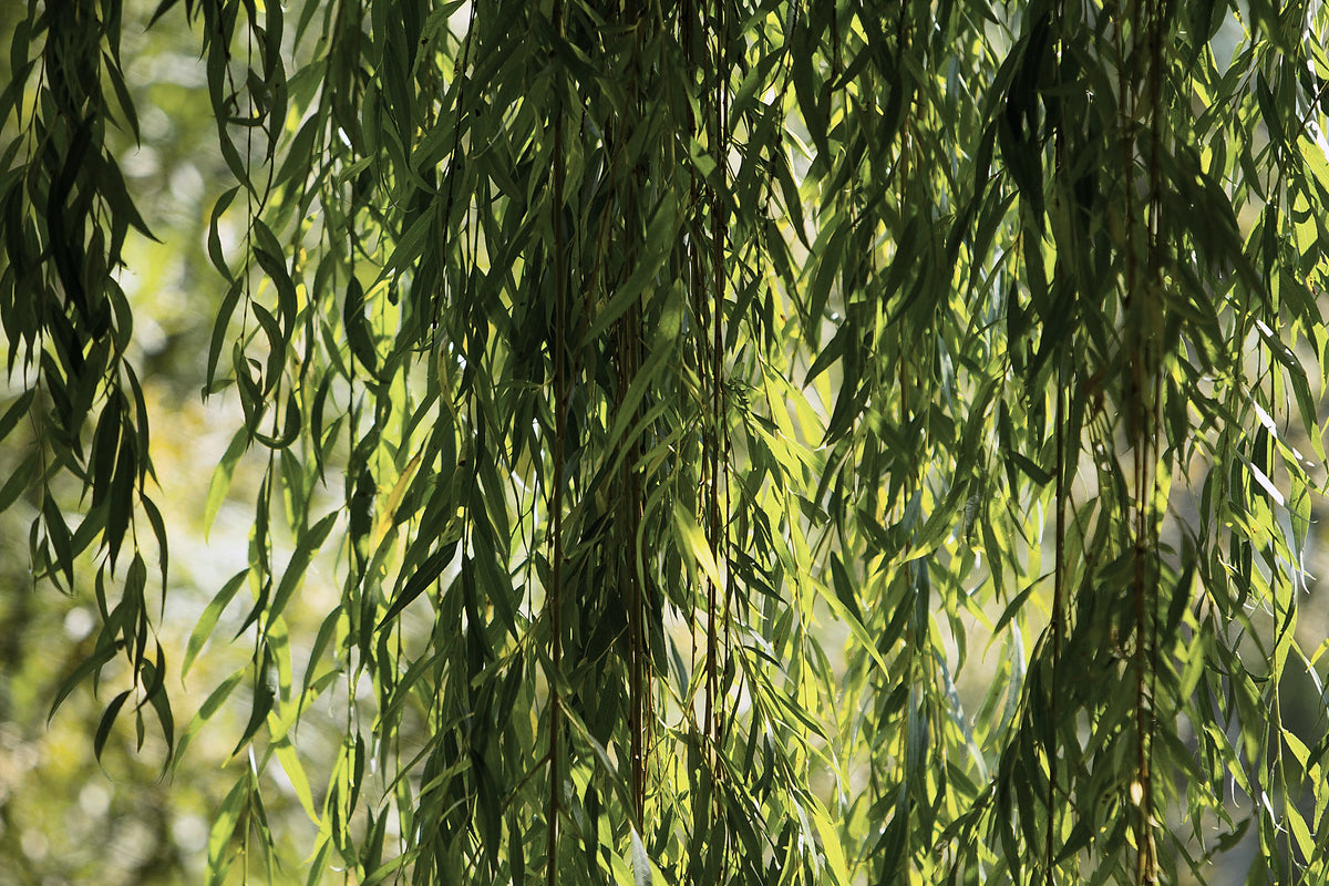 White Willow, Salix alba