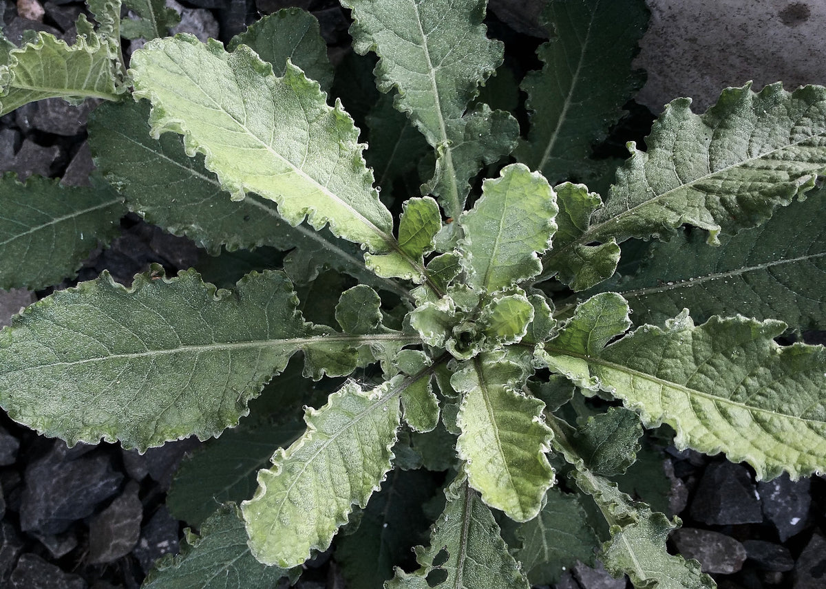 Wild Lettuce, Lactuca virosa