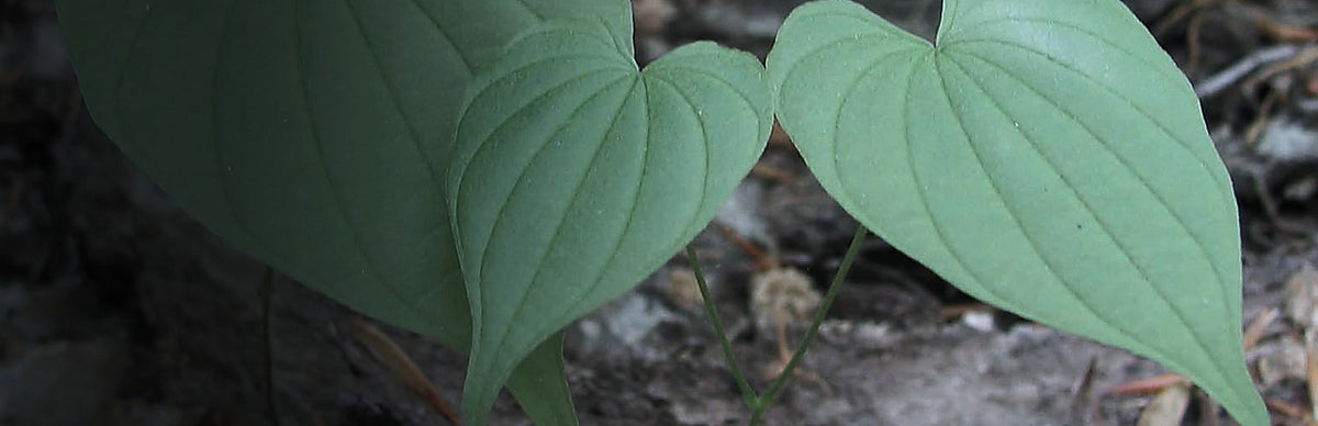 Wild Yam, Dioscorea villosa