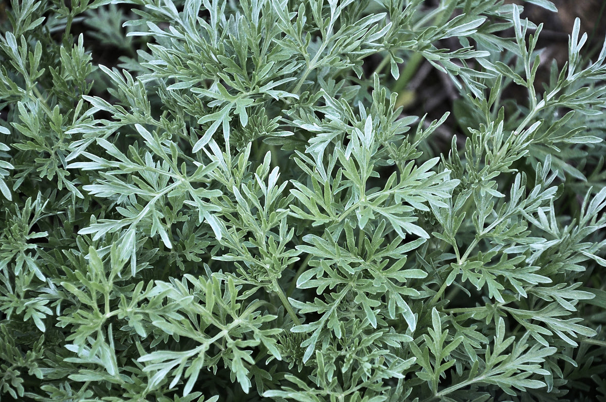 Wormwood, Artemisia absinthium