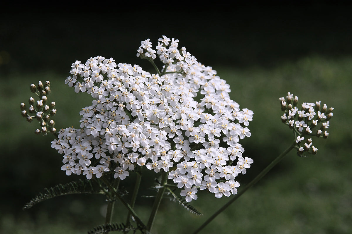 Yarrow, Achillea millefolium