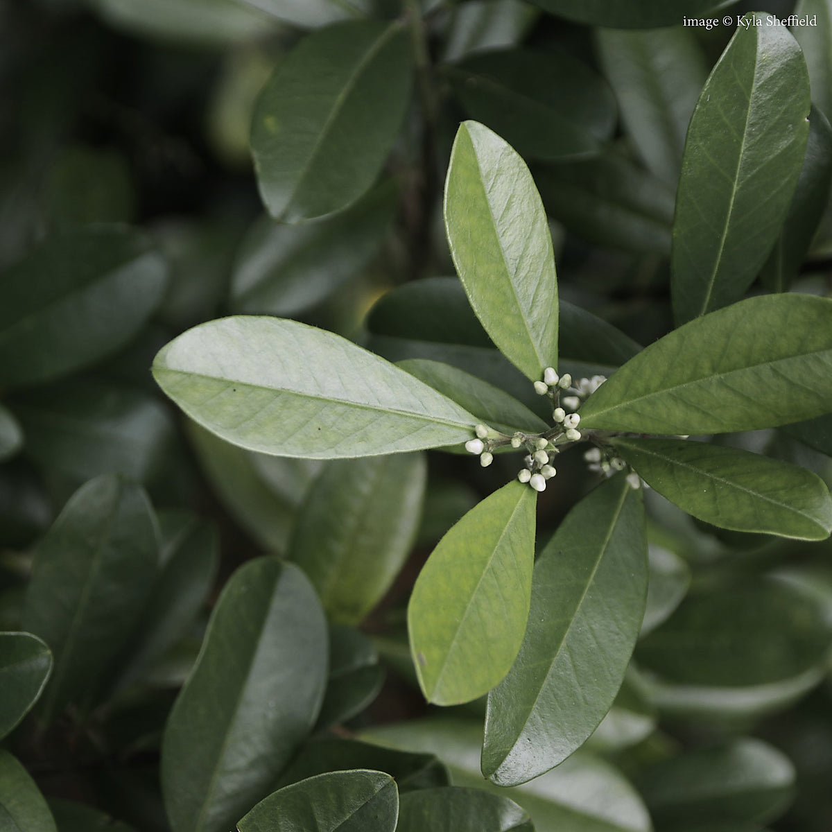 Yerba Maté, Ilex paraguariensis